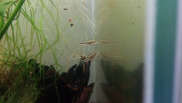 Compartiment de Grosse Betta (plakat)