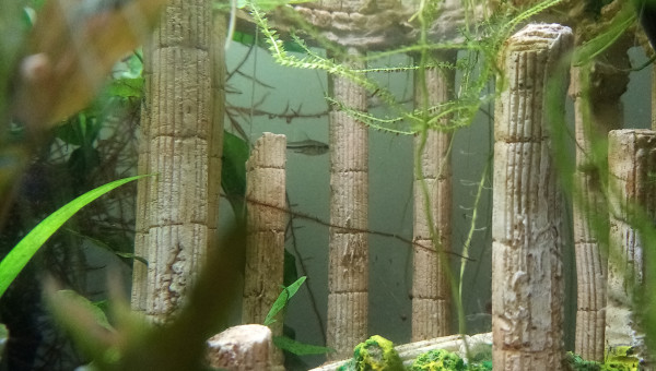 Compartiment de Grosse Betta (plakat)