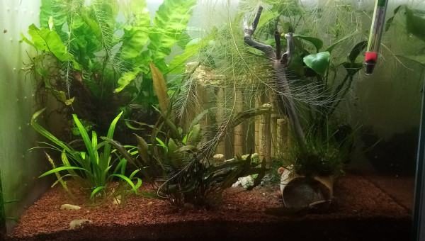 Compartiment de Grosse Betta (plakat)