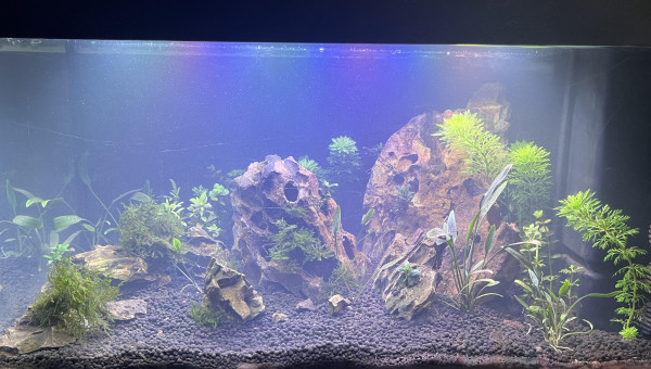 Mon aquarium 60 L après une semaine