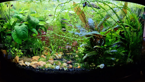 Ajout de lilaopsis brasilensis