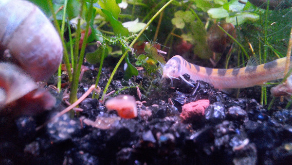 Introduction de 3 kuhlis