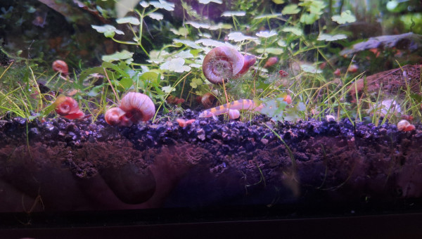 Introduction de 3 kuhlis