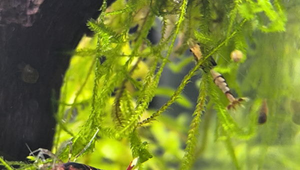 Arivée de occupantes du 30 litres