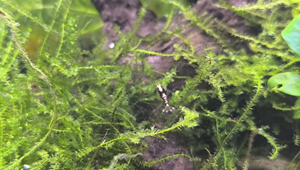 Arivée de occupantes du 30 litres