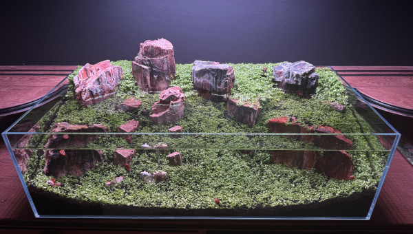 Ça pousse bien en extérieur