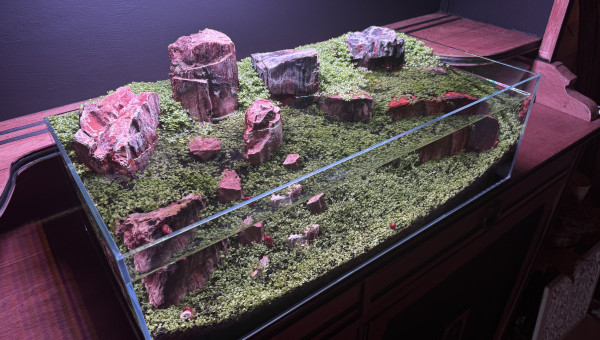 Ça pousse bien en extérieur