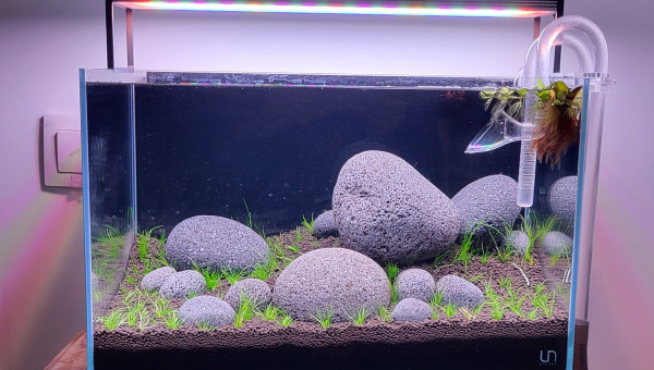 14 jours après plantation