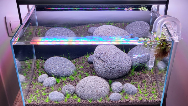 14 jours après plantation