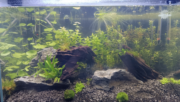 La mousse est arrivé !