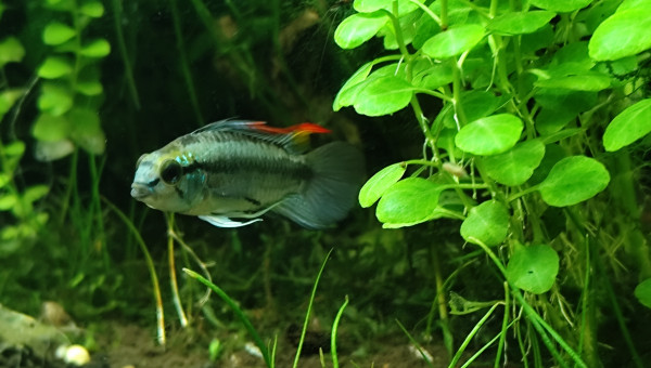 apistogramma trifasciata blue