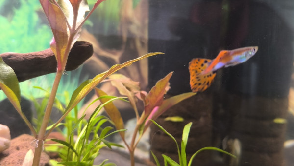 Padre Guppys endler Arlequin