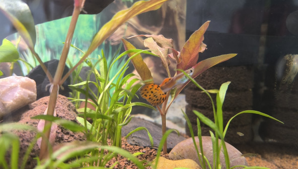 Padre Guppys endler Arlequin