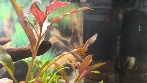 Padre Guppys endler Arlequin