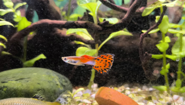 Padre Guppys endler Arlequin