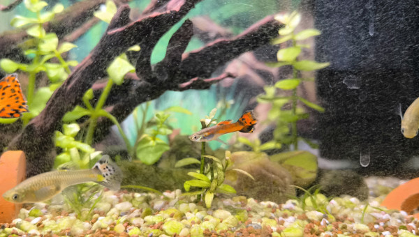 Padre Guppys endler Arlequin