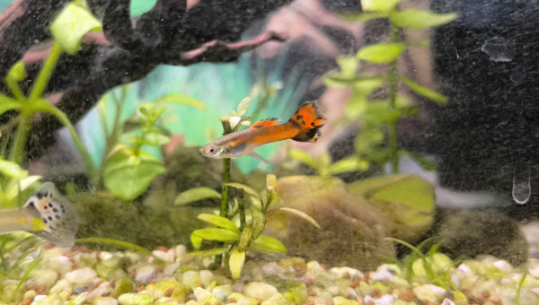 Padre Guppys endler Arlequin