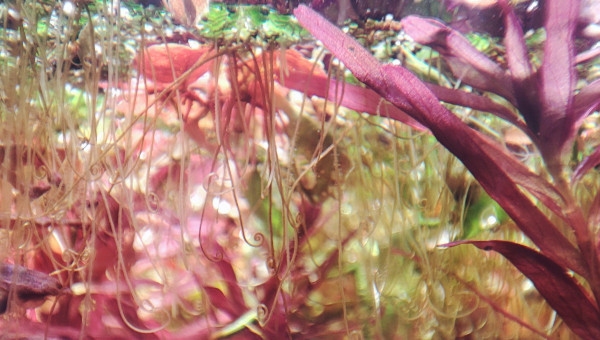 Les azolla ont des jolies racines ?