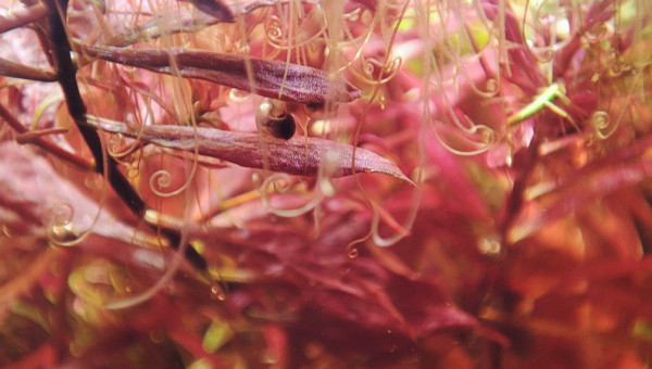 Les azolla ont des jolies racines ?