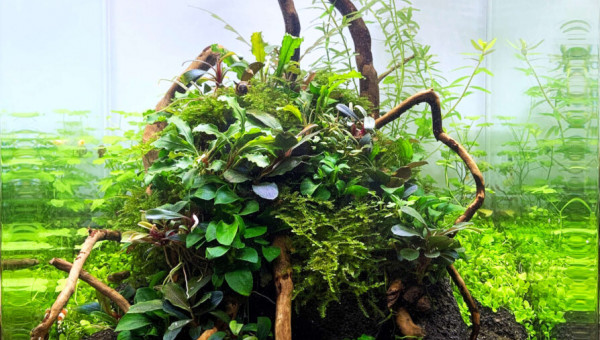 Spécifique crevette yellow néon