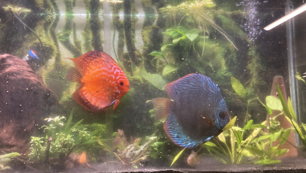 Discus + rami
