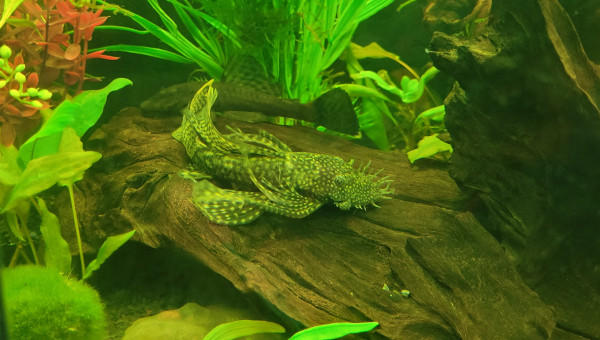 ANCISTRUS Dolichopterus VOILE MALE ET FEMELLE NORMAL