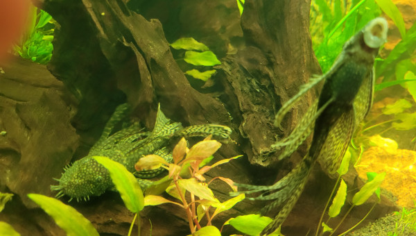 ANCISTRUS VOILE COUPLE