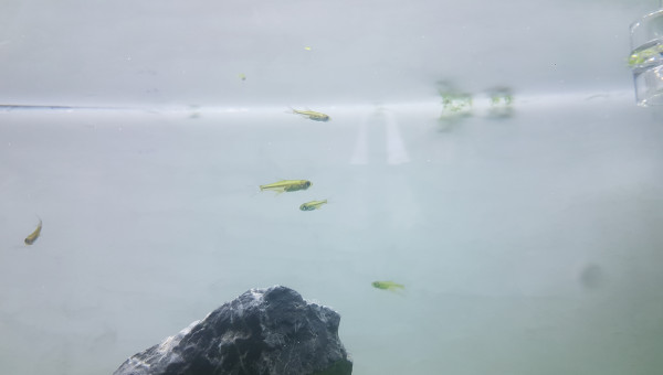 Microdevario kubotai