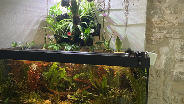 Après 8 mois et mis en place du mur en aquaponie