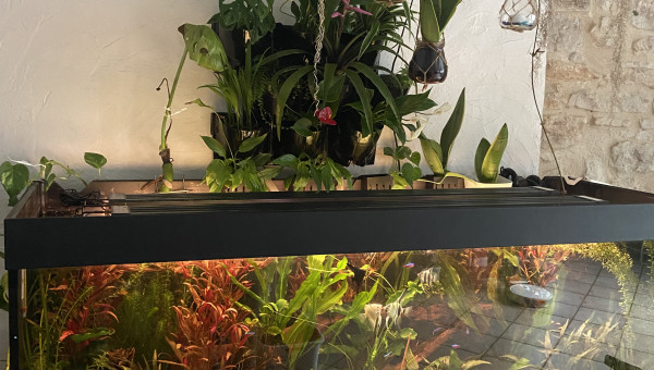 Après 8 mois et mis en place du mur en aquaponie