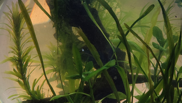 La boule évolue petit à petit...