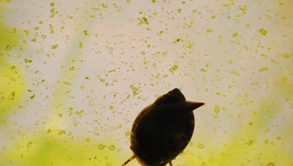 La boule évolue petit à petit...