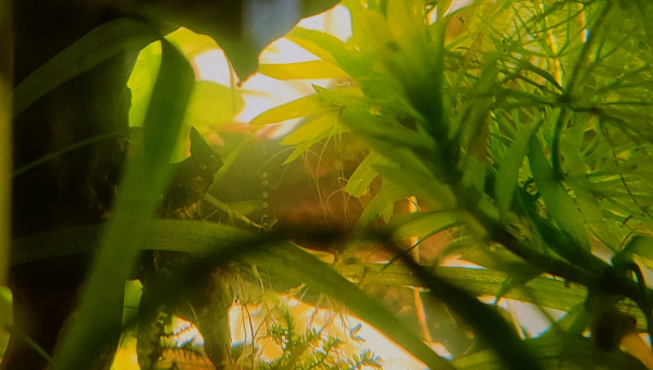 La boule évolue petit à petit...