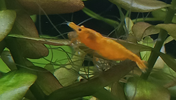 Première femelle grainée !!!