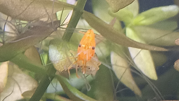 Première femelle grainée !!!