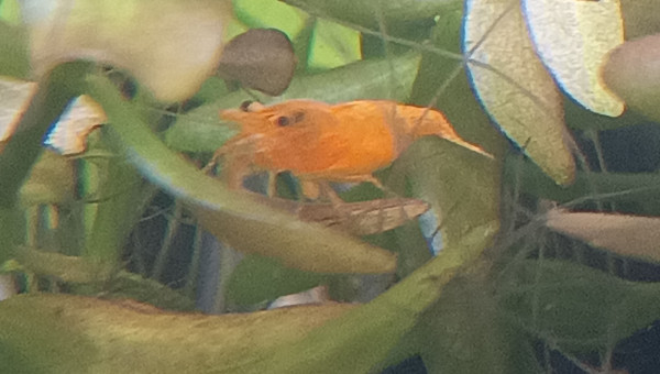 Première femelle grainée !!!