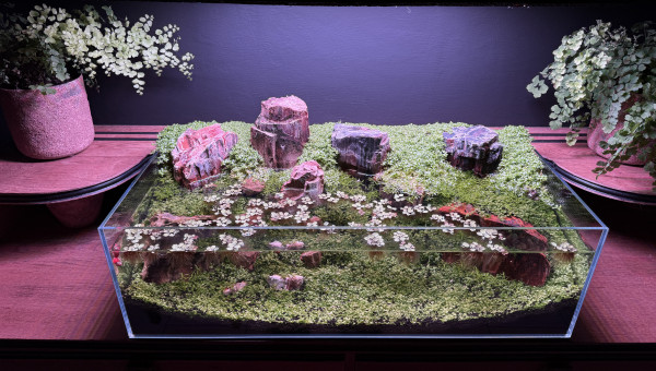 La Micranthemum Glomeratum pousse bien mais la Monte Carlo est très lente…