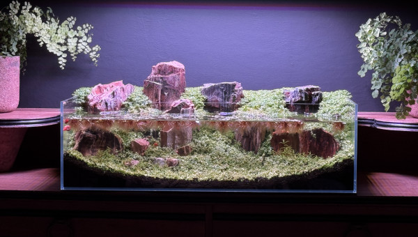 La Micranthemum Glomeratum pousse bien mais la Monte Carlo est très très lente…