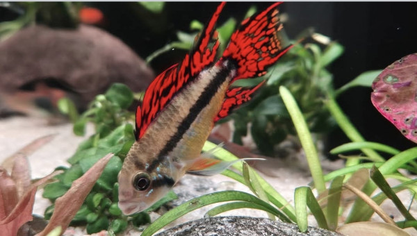 Apistogramma Cacatuoide Triple Red