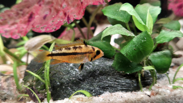 Apistogramma Cacatuoide Triple Red