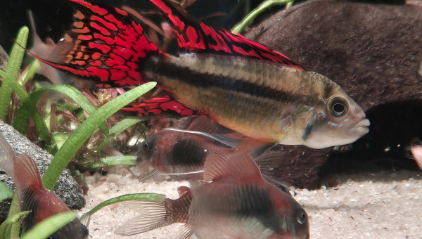 Apistogramma Cacatuoide Triple Red
