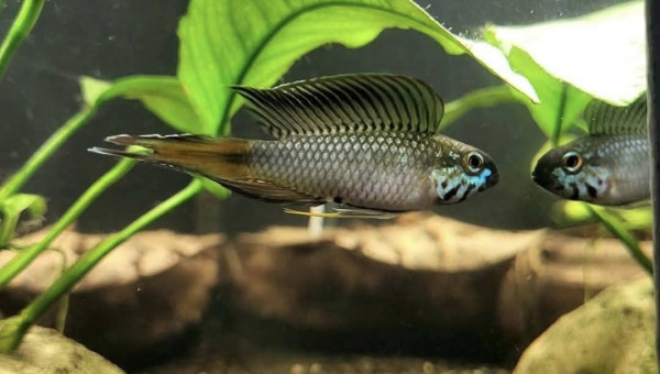 Apistogramma sp d42