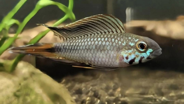 Apistogramma sp d42