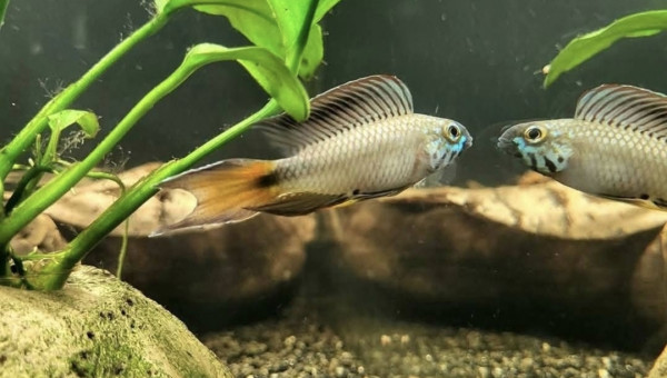Apistogramma sp d42