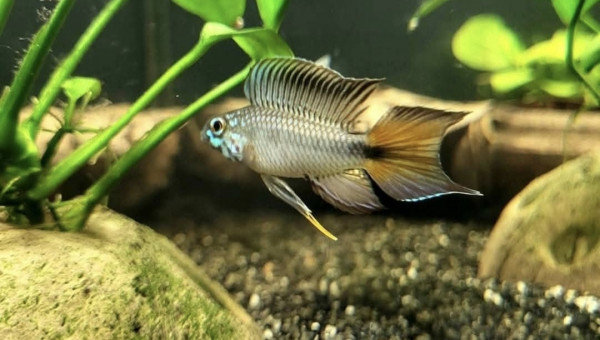 Apistogramma sp d42