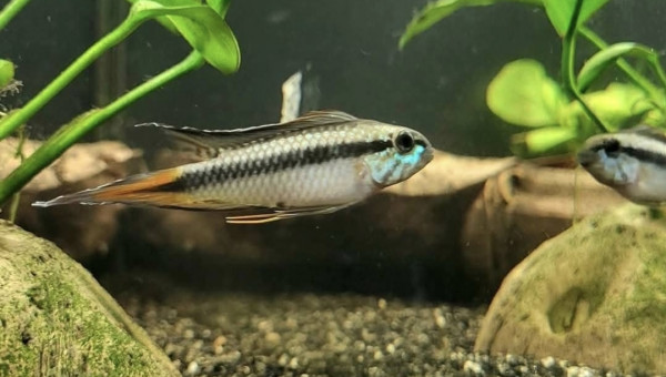 Apistogramma sp d42