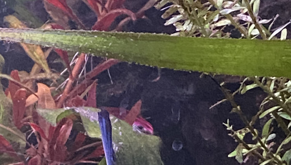 Mes scalaires ont enfin des alevins