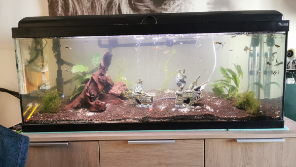 Aquarium 100l