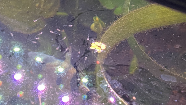 Alevins de scalaires