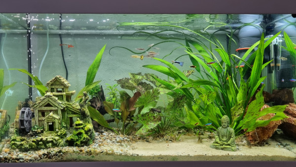 LE CANYON OCCITAN  avril 2025